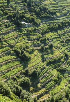 Vineyard cultivation on terraces on hillside with rural house
