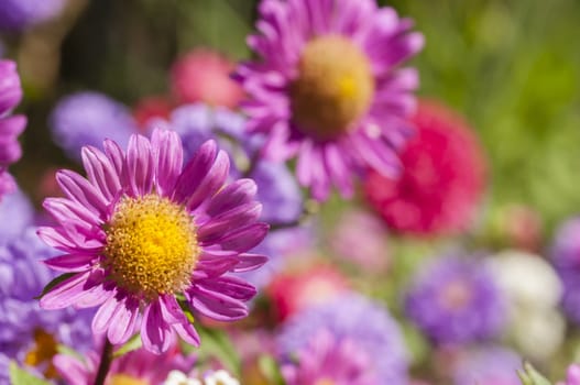 Colorful garden flowers under the Summer sun