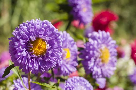 Colorful garden flowers under the Summer sun