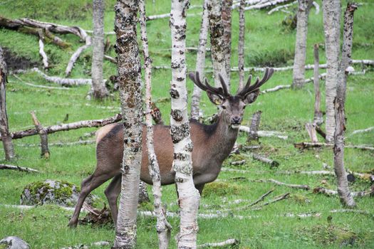 Large whitetail deer buck in the woods of Norway