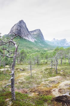 Norwegian tundra and mountains landscape in summer