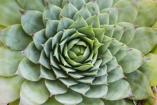 Detail of succulent plant rose of leaves