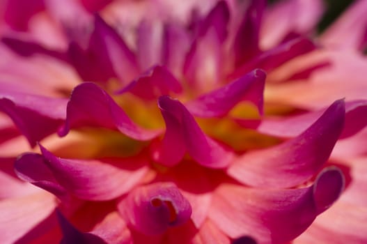 Detail of pink and yellow Dahlia flower petals