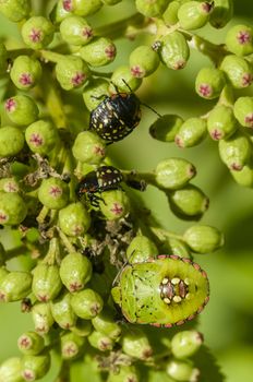 Young and adult shield bugs, Pentatomoidea, stink bugs on green berries