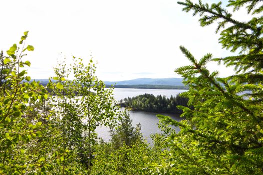 View on fjord from forest at summer in northern Norway