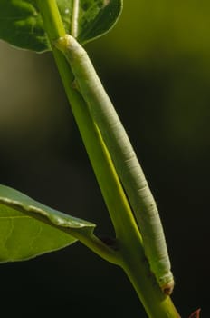 Green Geometridae caterpillar on plant stick