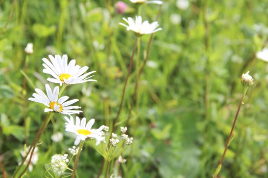 Fresh wild chamomile flowers outdoors on summer field