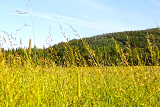 Scandinavian landscape with field, mountains and forest at sunny summer day