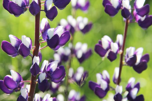 Violet wild lupine flowers outdoors at sunny day