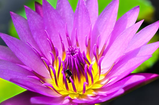 The Pink-Purple Lotus or Water Lily with Yellow-Pink Pollen and Bug.