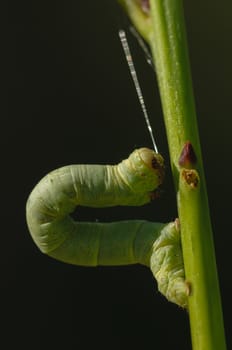 Green Geometridae caterpillar on plant stick