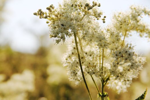 Beautiful background of wild white summer flowers outdoors