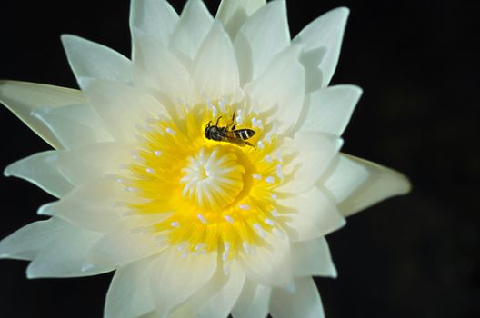 The White Lotus or Water Lily with Yellow Pollen and Bug.