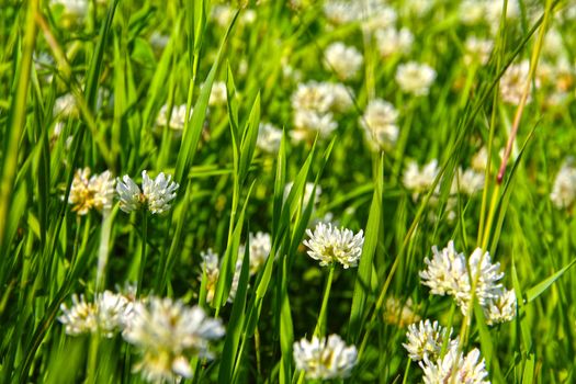 Blooming wild White clover flowes on summer field