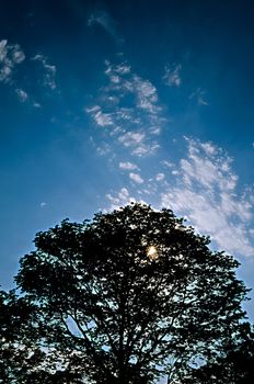 The Silhouette of Tree and Fuzz Cloudy Blue Sky.