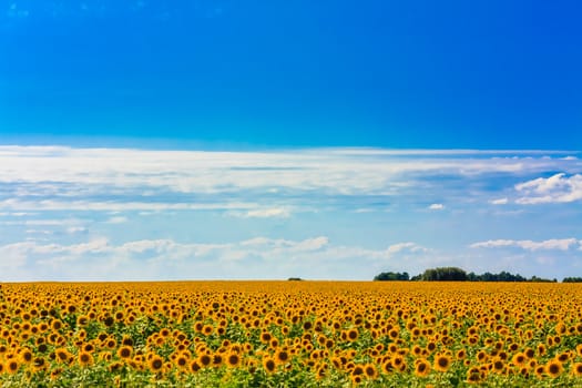 Blooming Field Of Sunflowers On Blue Sky