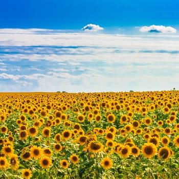 Blooming Field Of Sunflowers On Blue Sky