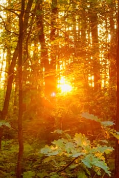 Sunlight In The Green Forest, Summer Time