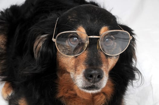 One Small Old Black Dog Wearing Old Glasses 