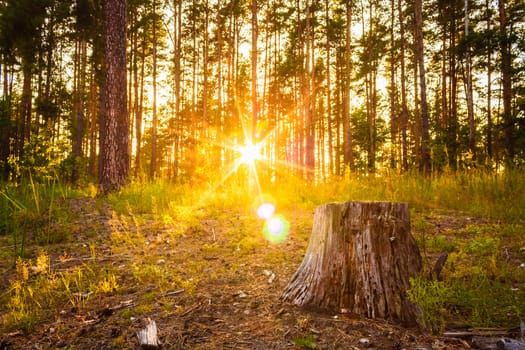 Sunlight In The Green Forest, Summer Time