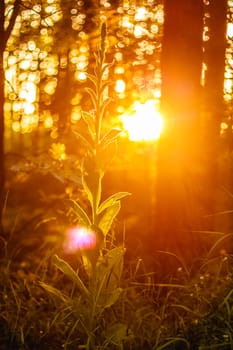 Sunlight In The Green Forest, Summer Time