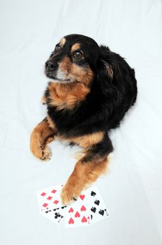 One Smart Old Black Dog Playing Poker On a White Background