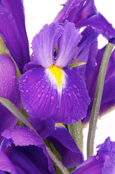 Bunch of Beautiful Purple Dutch Iris with Water Droplets close upon white background