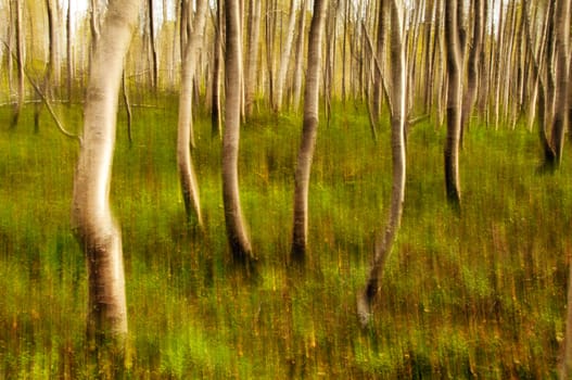 Abstract birch forest scenery in green and brown