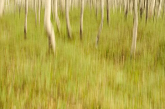 Abstract forest scenery in green, brown and white