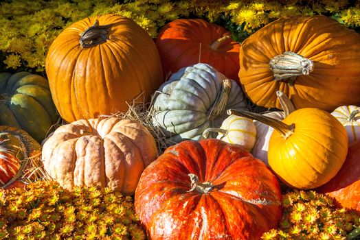 Assorted pumpkins with autumn leaves