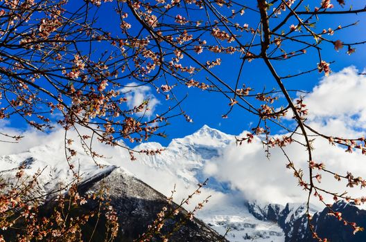 Himalayas mountain peak and apple tree flowers blooming