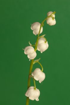 lily of the valley