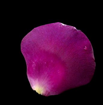 studio photography of a intense violet rose petal in black back