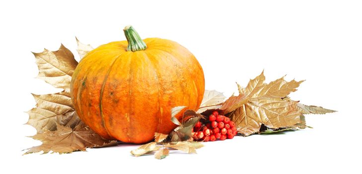 Pumpkin with golden leafs and rowan isolated on white background