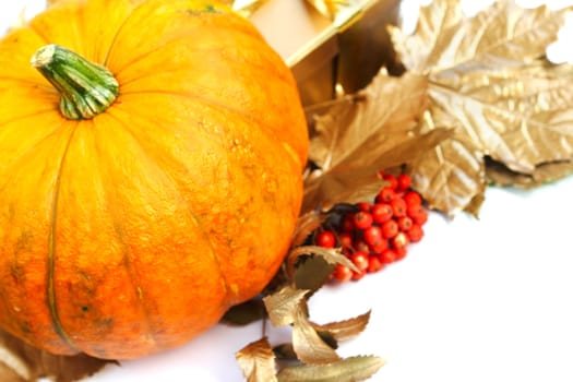 Pumpkin with golden leafs and rowan isolated on white background