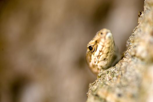 a  close up of the eye of a lizard climbing in a tree