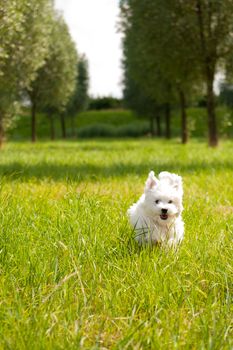 a maltese running through grass, outside