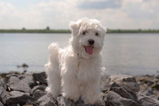 a maltese standing on stones, outside