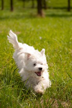 a maltese running outside