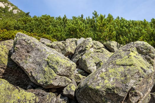 Stones and young pine trees on the slopes of the High Tatras. Slovakia. Europe.
