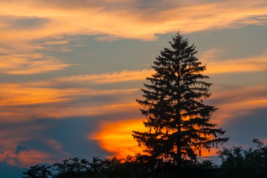 Evergreen spruce silhouette at sunset. Nature background.