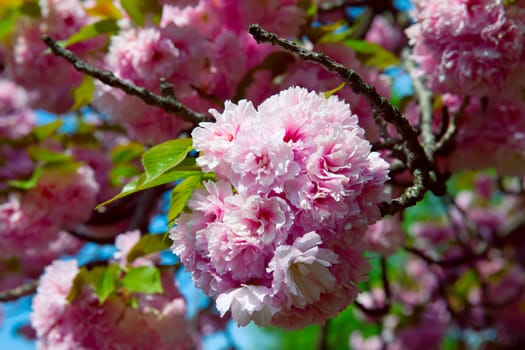 Sakura. Cherry blossom branch with beautiful soft nature background.