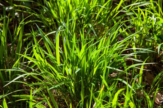 Close up on fresh green grass texture background