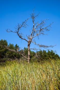 Landscape with a dry tree in a field with long grass and blue sky