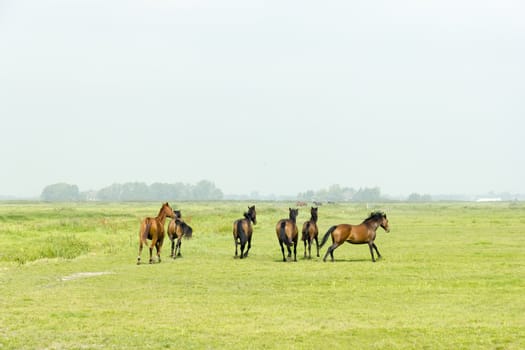 Six horses in a green meadow