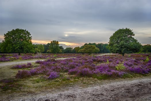 sunset over heather fields, the Netherlands