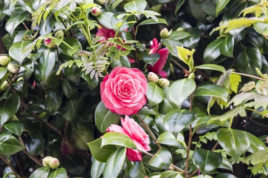 beautiful pink rose blossoms on a bush.