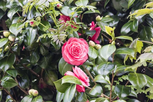 beautiful pink rose blossoms on a bush.