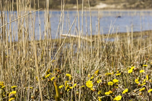 Tussilago farfara, National Park Zuid Kennemerland, The Netherlands