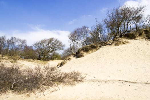 Sand landscape, National Park Zuid Kennemerland, The Netherlands